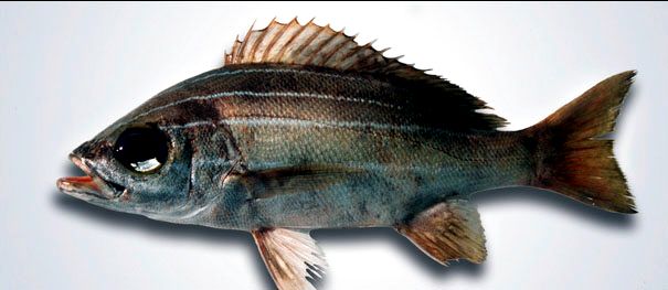 Parapristipoma octolineatum_02